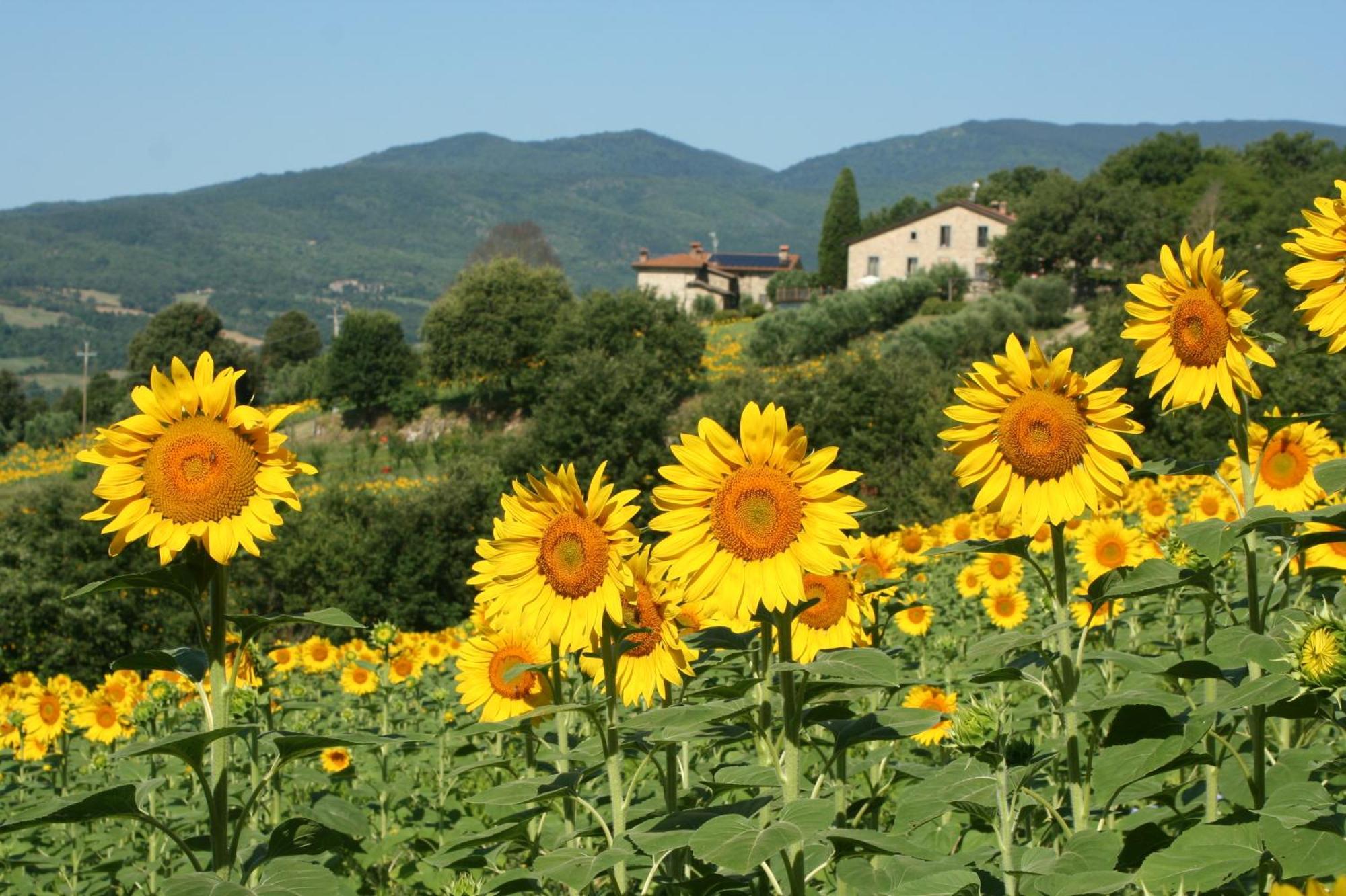 Agriturismo Le Ceregne Bio Pieve Santo Stefano Esterno foto